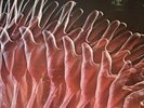 The Electric Prunes Release Of An Oath Lp