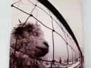 Pearl Jam Vs. Vinyl 1993  Vinyl  Excellent Sleeve NM Shrink Wrap included