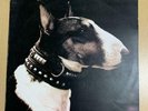 Pixies ?– Here Comes Your Man Vinyl LP 12