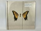Paramore Brand New Eyes Limited Edition Vinyl Yellow Opaque w/ Black Swirl New