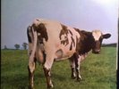 Pink Floyd Atom Heart Mother LP Album RE Vinyl Schallplatte 183652