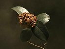 St. Paul and The Broken Bones - Young Sick Camellia [VINYL]