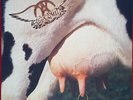 Aerosmith ?– Get A Grip - Geffen Records - Europe - 1993
