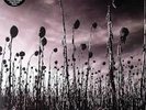 Dead Can Dance - Anastasis Vinyl 2LP NEU 0550469