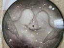 Kate Bush Lake Tahoe/Among Angels Record Store Day limited edition picture disc