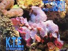 KEY TRONICS ENSEMBLE - House Of Calypso II Remix - Vinyl (12
