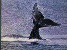 John Tavener The Whale UK vinyl LP album record 2320104 RING O'RECORDS 1977