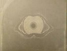 Leftfield - Leftism (Album Sampler) - Hard Hands - 1995 #49899
