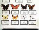 THE JAM - THE BUTTERFLY COLLECTOR (JM005) LIVE PALLADIUM NY 1980 2LP