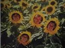 The Sunnyboys Individuals - Original 1982 Australian Vinyl