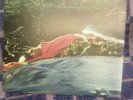Spring self titled debut Album  Recorded winter 1970 &spring 1 RCA NE6 Prog Rock