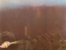 Light of Darkness-same UK German prog psych lp reissue brand new Long Hair