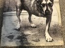Alice In Chains 1995 Self Titled Tripod First US Press Vinyl Record