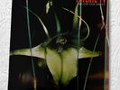 PSYCHIC TV Dreams less sweet, first pressing with ltd edition 12