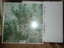 MELISSA ETHERIDGE BREAKDOWN 1999 ISLAND RECORDS SEALED 12