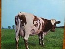 Pink Floyd LP 