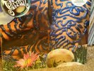 Jellyfish 'Bellybutton' 2011 Blue Vinyl Re-Issue Omnivore Recordings 