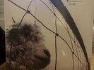 Pearl Jam - Vs. Vinyl Edition (Remastered) (NEW VINYL LP)