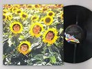 Sunnyboys - Individuals - NEAR MINT - 12