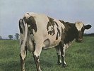 Atom Heart Mother - 3rd Pink Floyd UK vinyl LP album record SHVL781 HARVEST