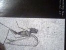 Rudimentary Peni, no more pain 12