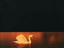 Avalon sunset Vinyl Van Morrison Record