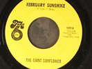 GIANT SUNFLOWER: february sunshine / more sunshine TAKE 7
