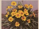 GREEN-HOUSE Six Songs For Invisible Gardens (Love Record Stores Edition 2020) LP