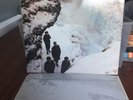 Echo and the Bunnymen “Porcupine” 1983 Vinyl Album Korova Records 240027-1 Promo