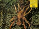WEB THE - THERAPHOSA BLONDI (PICTURE DISC) NEW VINYL RECORD