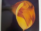 SWANS The Burning World Vinyl LP Rare