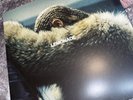 Beyonce Lemonade 12” Vinyl Record Gatefold Sleeve