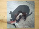 Slowthai - RUNT EP LIMITED vinyl SEALED MINT