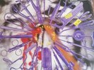 Carcass 
