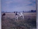 Pink Floyd/The dark side of the moo