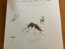 Chevelle - 12 Bloody Spies: B-sides & Rarities - Autographed Vinyl /3 autographs