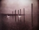 OM - Conference Of The Birds - Vinyl (LP + insert)