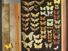 MAYFLY: mayfly PSEUDONYM 12