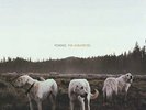 FOXING - Albatross - Vinyl - **BRAND NEW/STILL SEALED** - RARE