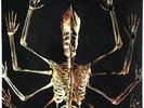 TOOL Fear Inoculum 2-LP 2020 European vinyl pressing gatefold cover