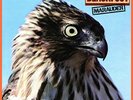 Blackfoot-Marauder (1LP) VINYL NEW