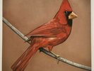 Alexisonfire - Old Crows / Young Cardinals 2XLP Grey + Red Colored Vinyl RARE NM