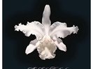Kings of Leon - Aha Shake Heartbreak [2LP] Vinyl NEW