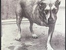 Alice In Chains – Alice In Chains (1995) LP 2x vinyl album Columbia C2 67248 VG+