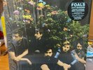 FOALS.....