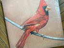 Alexisonfire - Old Crows/Young Cardinals Rare 1st Press Black Vinyl