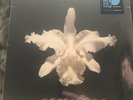 Kings Of Leon Aha Shake Heartbreak Sealed Vinyl LP NEW Protective Inner Sleeves