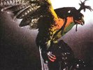 Budgie In For the Kill  Vinyl Cover Damage Import LP