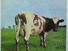 PINK FLOYD ATOM HEART MOTHER OZ HARVEST 2ND SQ QUAD ROGER WATERS DAVID GILMOUR G
