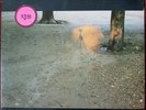 The Paul Bley Quartet ECM 1365  Paul Motian, Bill Frisell, John Surman